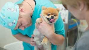 Розумна ветеринарна медицина - мережа сучасних ветеринарних клінік та аптек